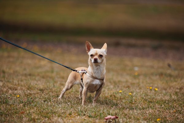 What impact does UK technology have on transportation systems?